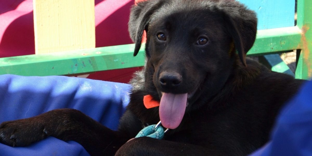 Autoritatea pentru Supravegherea și Protecția Animalelor (ASPA) București organizează duminică primul târg de adopții de căței în aer liber din acest an