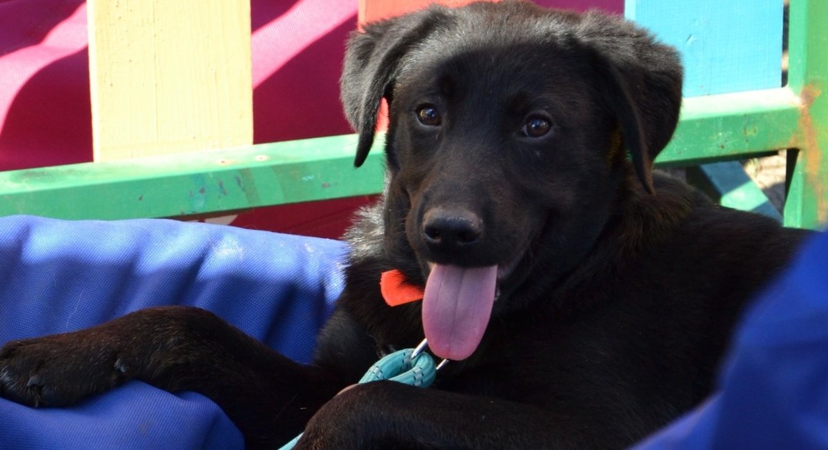 Autoritatea pentru Supravegherea și Protecția Animalelor (ASPA) București organizează duminică primul târg de adopții de căței în aer liber din acest an