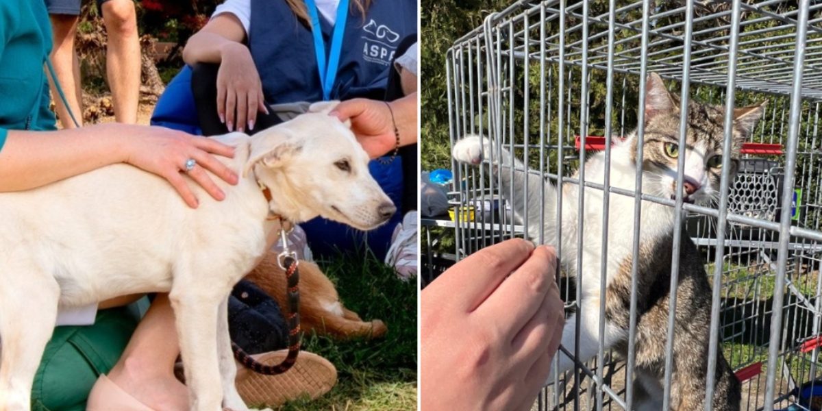 Următorul târg de adopții pentru animale organizat de Autoritatea pentru Supravegherea și Protecția Animalelor (ASPA) București va avea loc sâmbătă, 25 aprilie, pe esplanada ParkLake Shopping Center, între orele 10:00 și 18:00