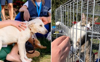 Următorul târg de adopții pentru animale organizat de Autoritatea pentru Supravegherea și Protecția Animalelor (ASPA) București va avea loc sâmbătă, 25 aprilie, pe esplanada ParkLake Shopping Center, între orele 10:00 și 18:00