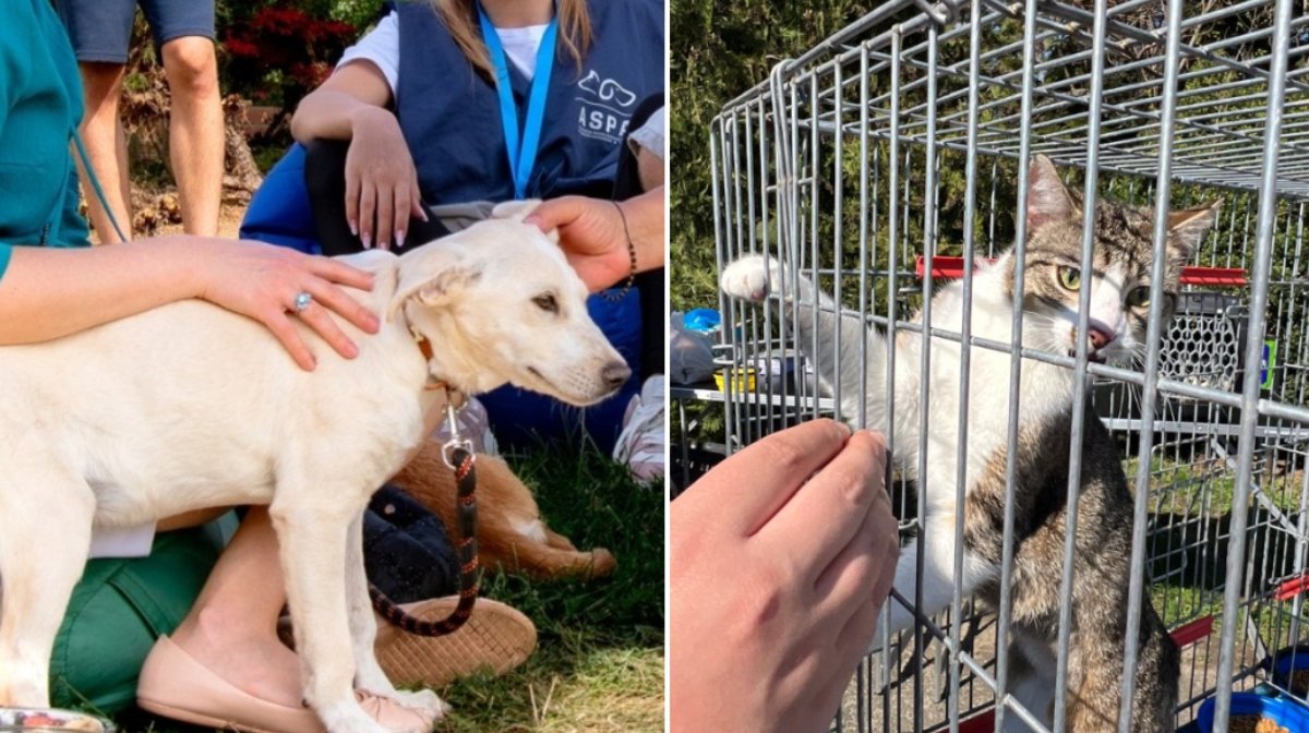 Următorul târg de adopții pentru animale organizat de Autoritatea pentru Supravegherea și Protecția Animalelor (ASPA) București va avea loc sâmbătă, 25 aprilie, pe esplanada ParkLake Shopping Center, între orele 10:00 și 18:00