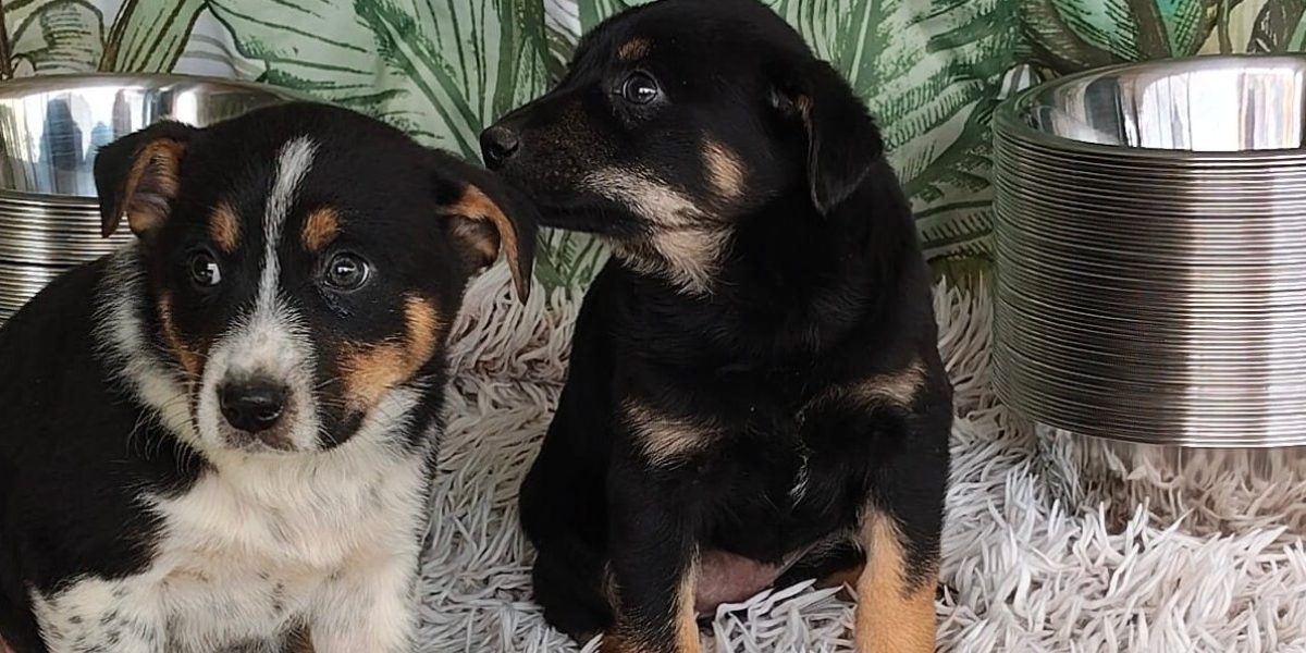 Adăposturile ASPA, închise de Paște. Când revin la programul normal?