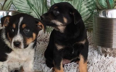 Adăposturile ASPA, închise de Paște. Când revin la programul normal?