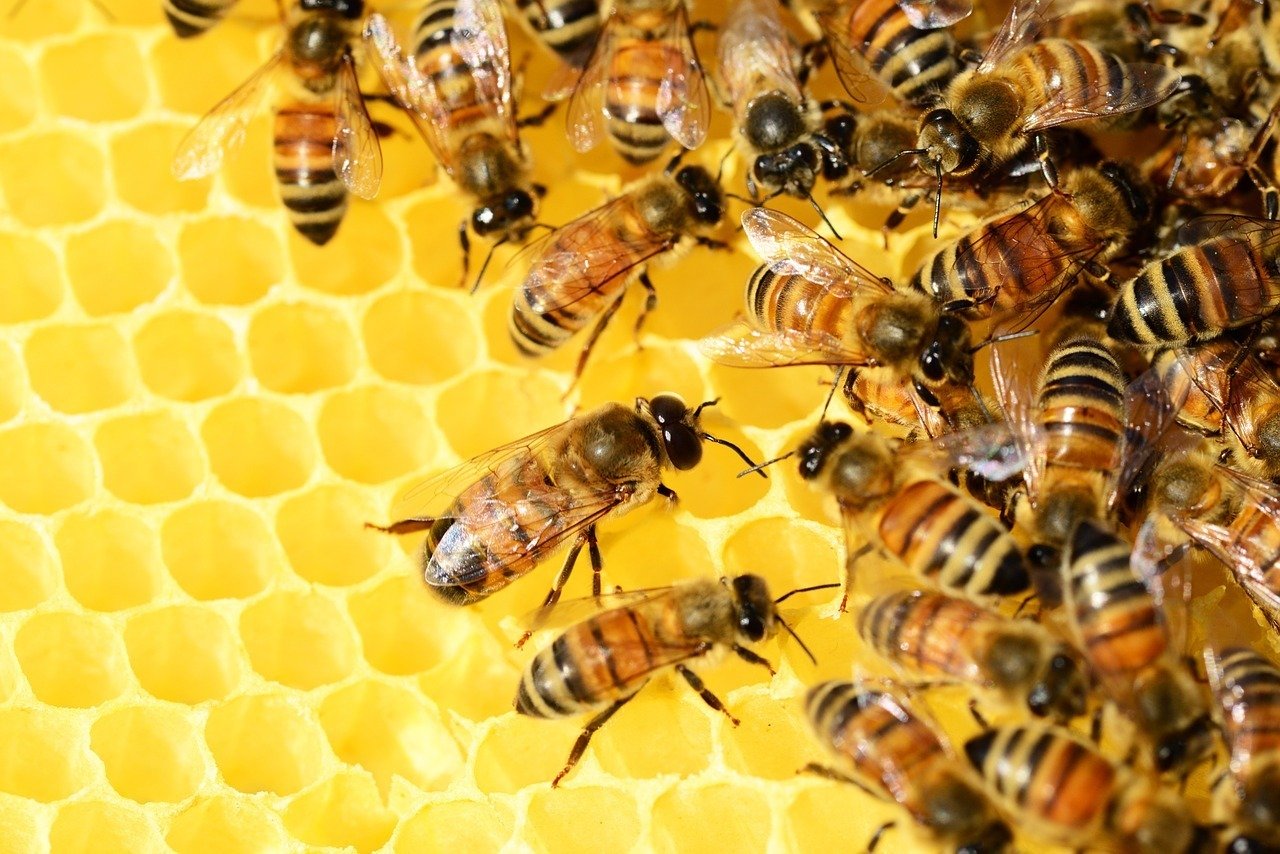 Albinele dispar: UE cere stoparea dezastrului ecologic până în 2030