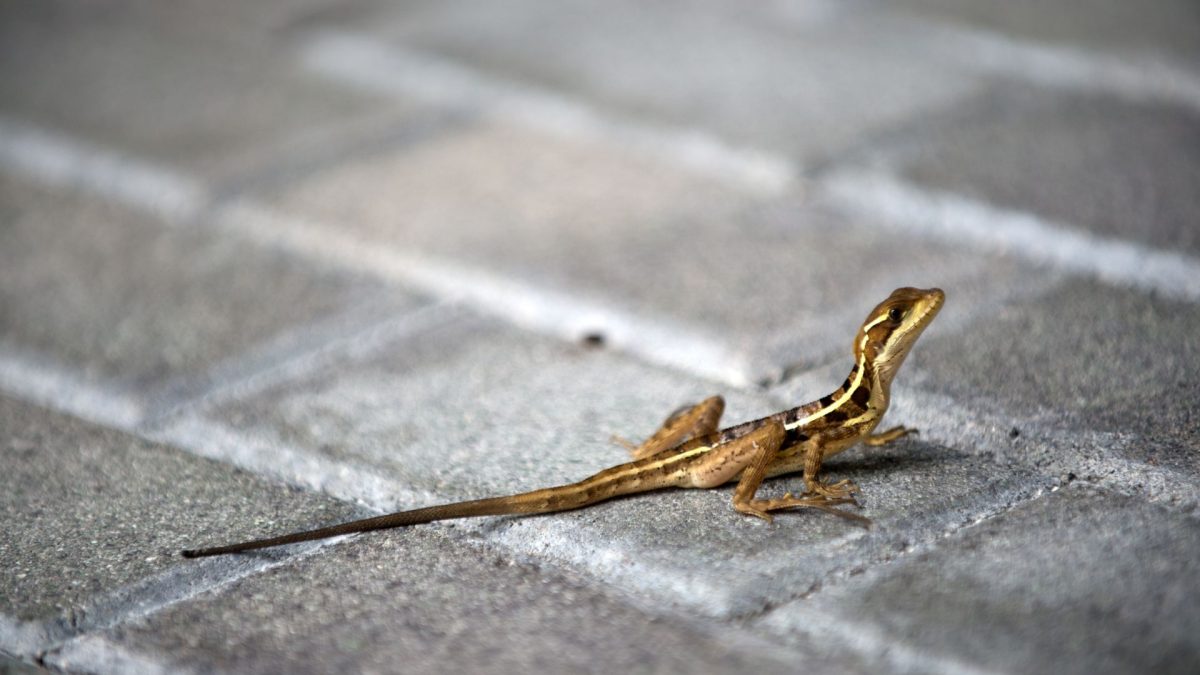 Animalele sălbatice, surprinse de viața în oraș: Cum se adaptează?