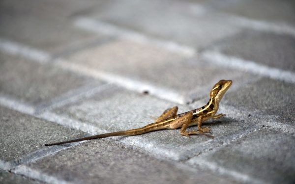 Animalele sălbatice, surprinse de viața în oraș: Cum se adaptează?