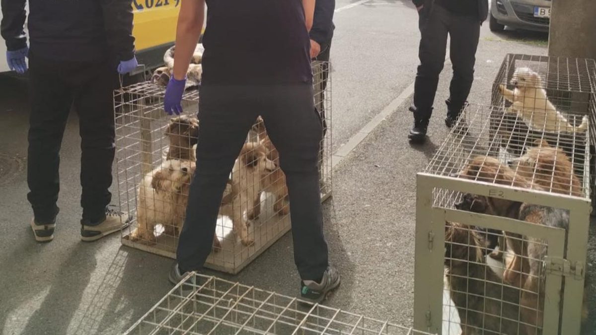 Zeci de câini, salvați din Sectorul 4: trăiau în mizerie, fără mâncare și apă