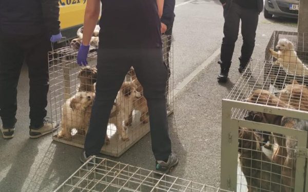 Zeci de câini, salvați din Sectorul 4: trăiau în mizerie, fără mâncare și apă