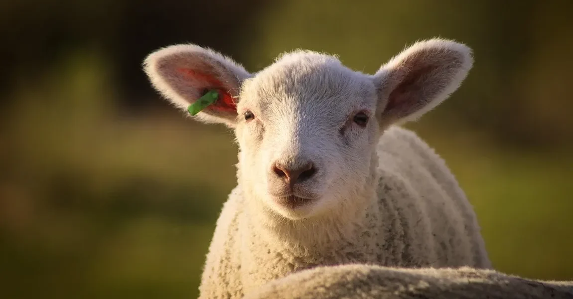 Cât va costa mielul în Lidl Kaufland Auchan Selgros și La Cocoș în 2026, în funcție de tipul de produs