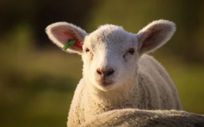 Cât va costa mielul în Lidl Kaufland Auchan Selgros și La Cocoș în 2026, în funcție de tipul de produs