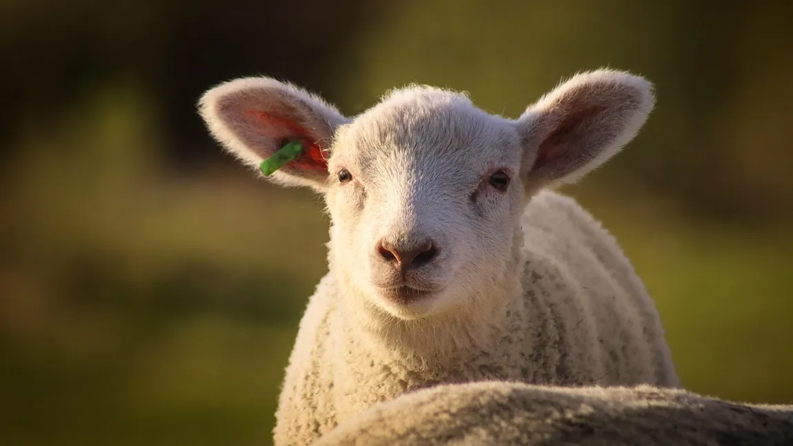 Cât va costa mielul în Lidl Kaufland Auchan Selgros și La Cocoș în 2026, în funcție de tipul de produs