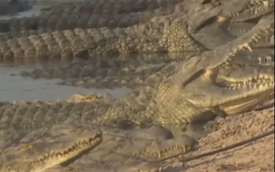 India se gândește să folosească crocodili pentru a opri imigrația ilegală India ia în calcul posibilitatea de a folosi „batalioane” de crocodili pentru a combate imigrația ilegală din Bangladesh, conform unor informații apărute recent