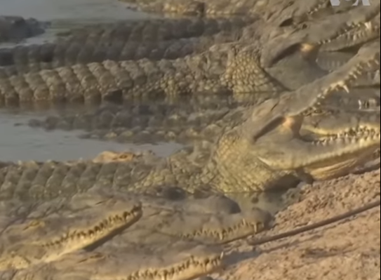 India se gândește să folosească crocodili pentru a opri imigrația ilegală India ia în calcul posibilitatea de a folosi „batalioane” de crocodili pentru a combate imigrația ilegală din Bangladesh, conform unor informații apărute recent