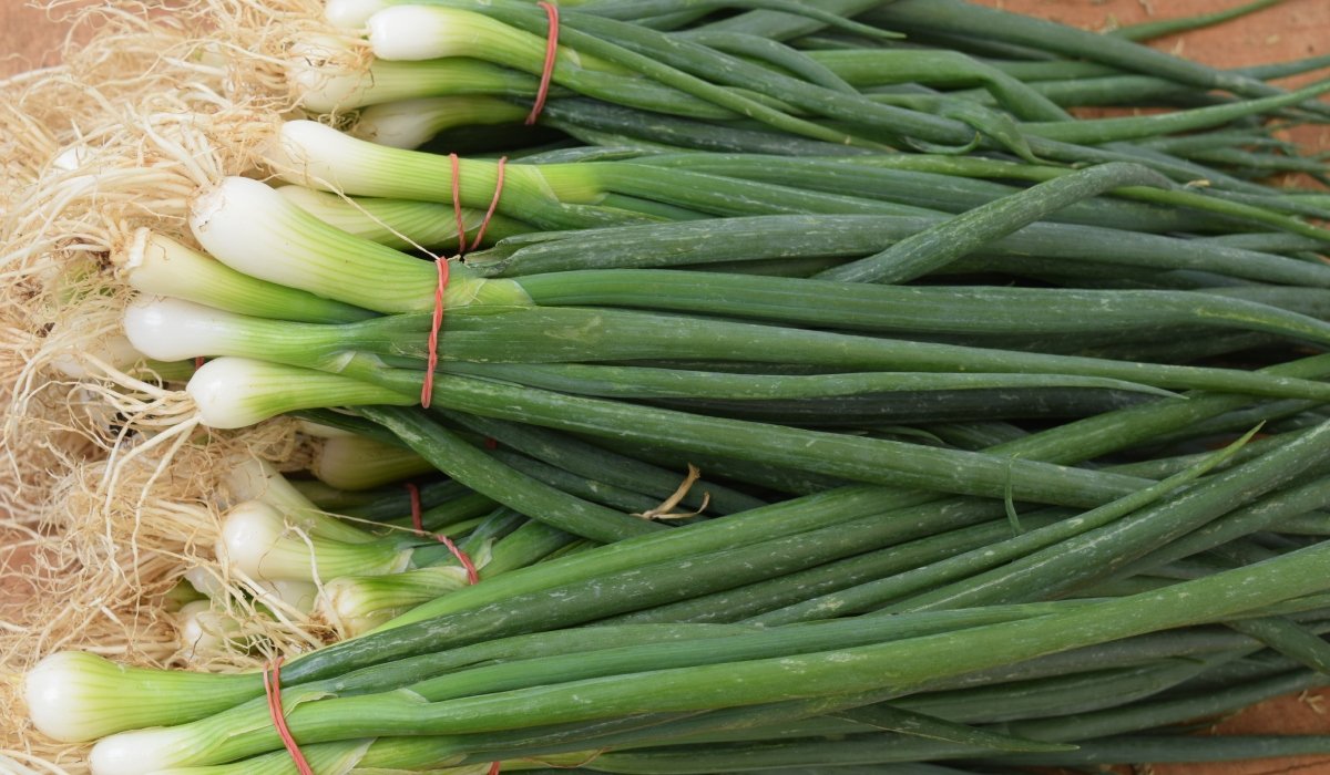 Cum să crești ceapă verde în pahar, fără pământ și fără efort Poți avea mereu la îndemână ceapă verde proaspătă, fără să fie nevoie să o cari din magazin sau să o plantezi într-o grădină