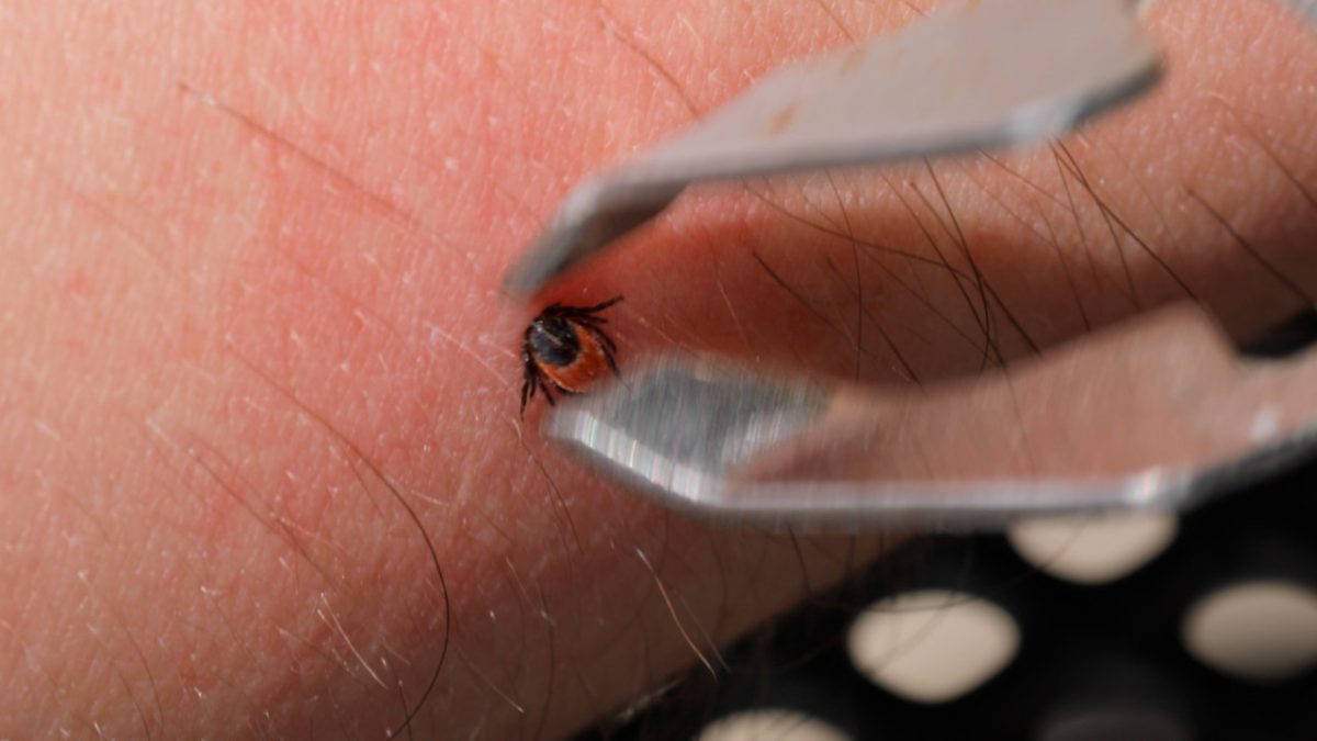 Atenție, căpușe! Ce sfaturi dau specialiștii pentru protecție în România