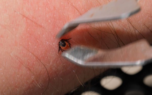 Atenție, căpușe! Ce sfaturi dau specialiștii pentru protecție în România