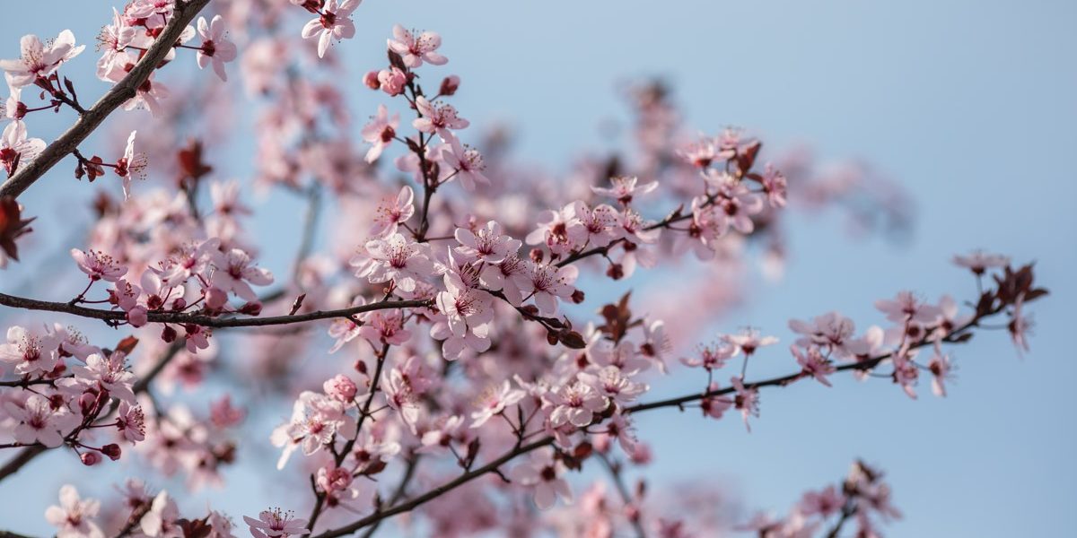 Parcurile din București s-au transformat în adevărate oaze de culoare și parfum în aceste zile, în semn de celebrare a Duminicii Floriilor