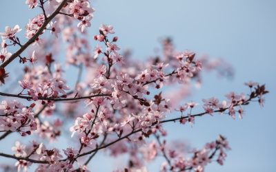 Parcurile din București s-au transformat în adevărate oaze de culoare și parfum în aceste zile, în semn de celebrare a Duminicii Floriilor