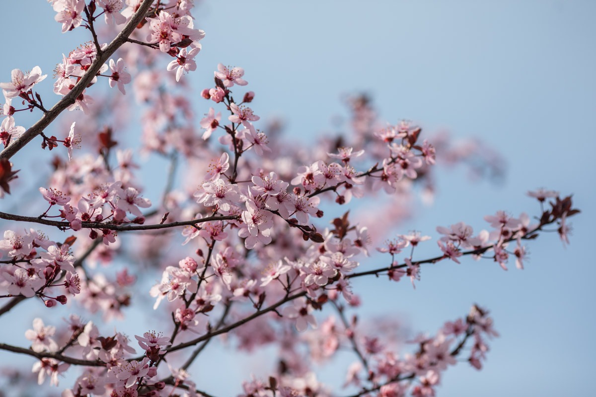 Parcurile din București s-au transformat în adevărate oaze de culoare și parfum în aceste zile, în semn de celebrare a Duminicii Floriilor