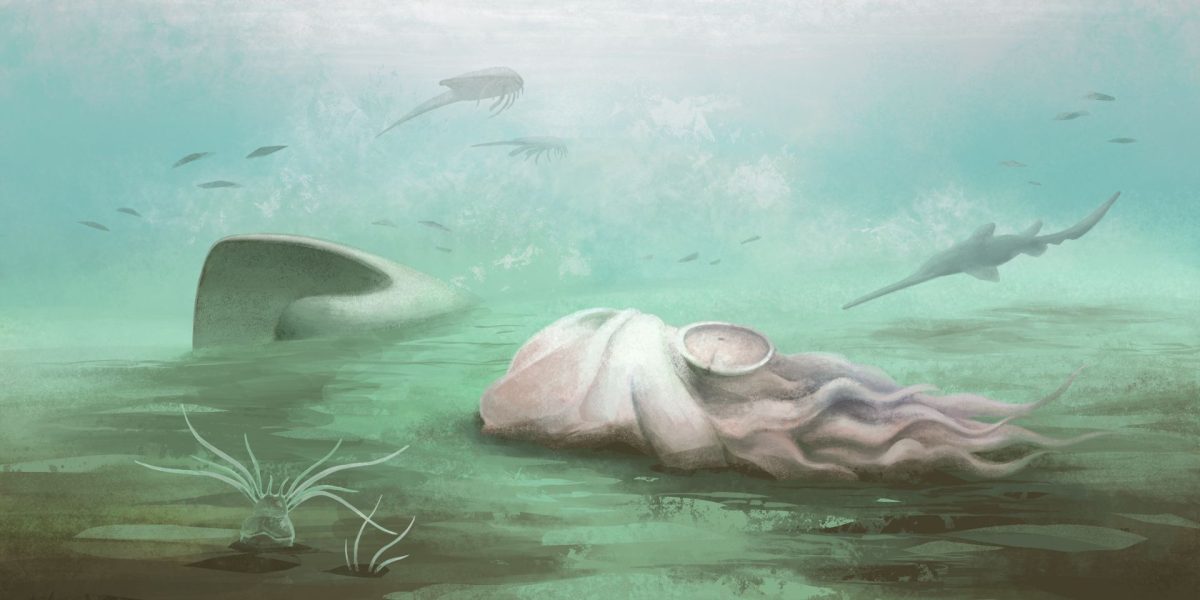 O fosilă celebră, considerată mult timp drept cea mai veche caracatiță din lume, s-a dovedit a fi, de fapt, altceva