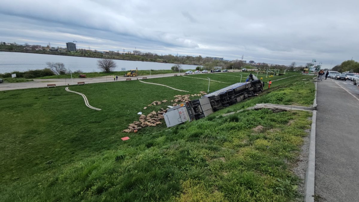 O tragedie la Năvodari: Camion cu oi răsturnat, peste 160 de animale moarte
