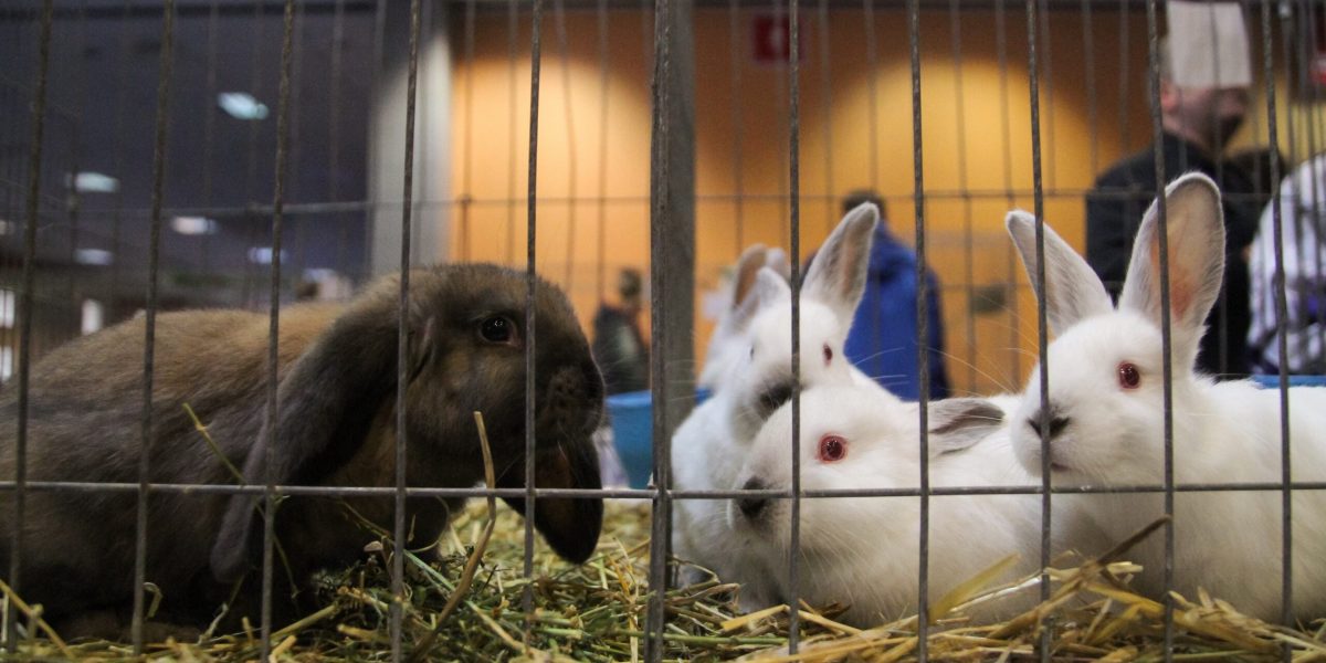 Iepurași abandonați după Paște: Specialiștii trag semnalul de alarmă