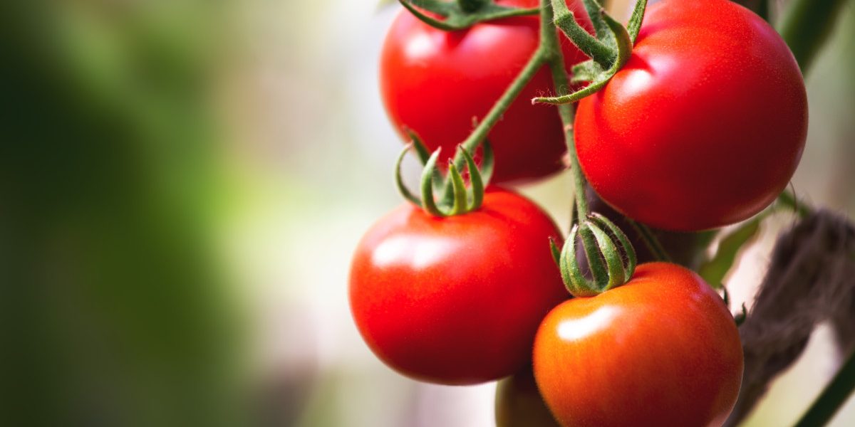 Producătorii de tomate din județul Olt au început deja din luna martie să recolteze și să livreze către piață roșii, cu prețuri en gros de 40-42 de lei pe kilogram, în condițiile în care prețurile de desfacere au crescut simțitor față de sezonul anterior