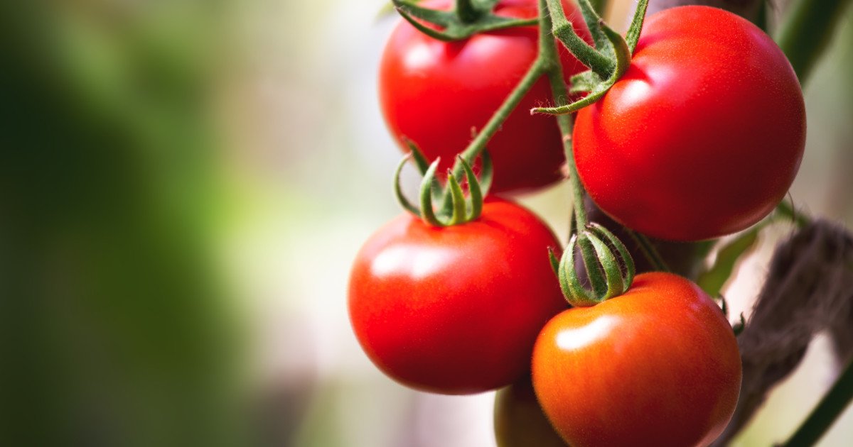 Producătorii de tomate din județul Olt au început deja din luna martie să recolteze și să livreze către piață roșii, cu prețuri en gros de 40-42 de lei pe kilogram, în condițiile în care prețurile de desfacere au crescut simțitor față de sezonul anterior