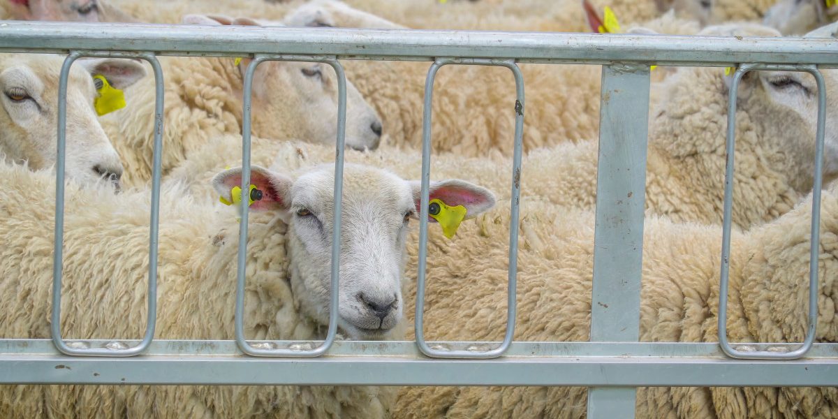 Conflictul din Orientul Mijlociu începe să-și facă simțite efectele asupra exporturilor de ovine din România, după perioada Paștelui