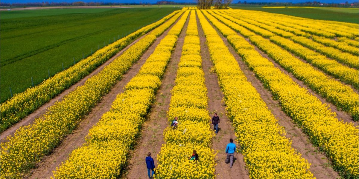 SUA vs. Iran: Piețele agricole, în derivă. România, ferită de penurie, spune expertul Cezar Gheorghe