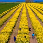 SUA vs. Iran: Piețele agricole, în derivă. România, ferită de penurie, spune expertul Cezar Gheorghe