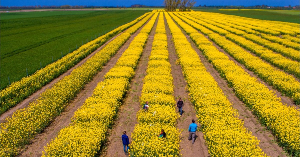 SUA vs. Iran: Piețele agricole, în derivă. România, ferită de penurie, spune expertul Cezar Gheorghe