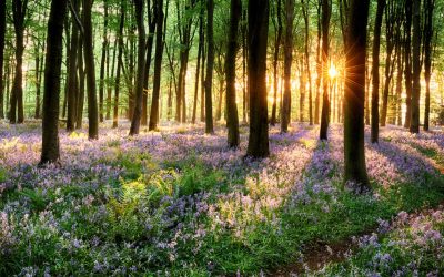 Prognoza meteo: Vremea se schimbă radical în aprilie Administrația Națională de Meteorologie (ANM) a emis o prognoză actualizată pentru următoarele patru săptămâni, oferind o perspectivă asupra evoluției vremii în România, în intervalul 6 aprilie – 4 mai