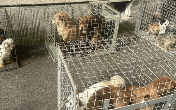 București: 25 de câini salvați dintr-un apartament groaze, de ASPA