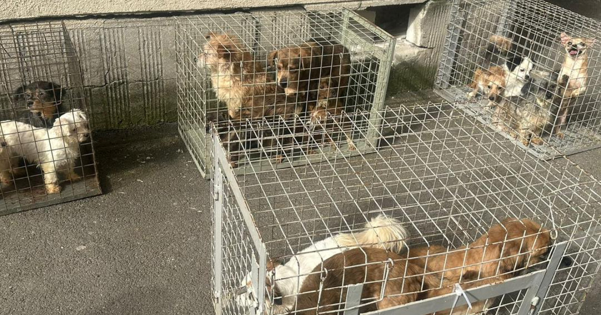 București: 25 de câini salvați dintr-un apartament groaze, de ASPA