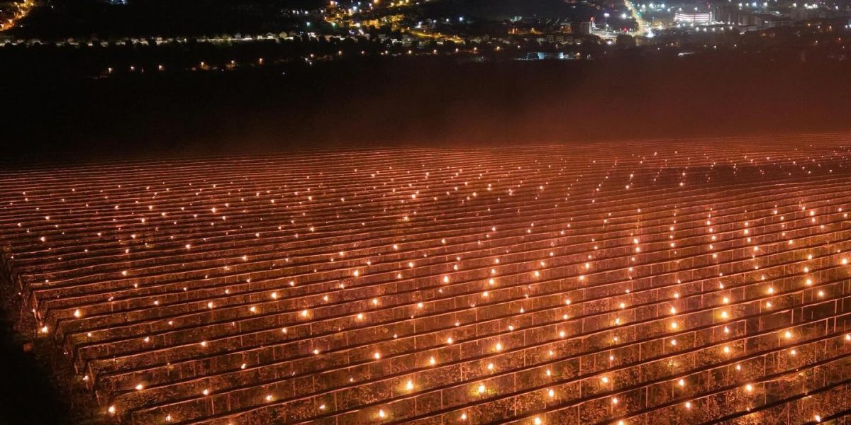 Cireșele scumpe ascund o dramă: 40.000 de euro, dați foc de un fermier!