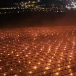 Cireșele scumpe ascund o dramă: 40.000 de euro, dați foc de un fermier!