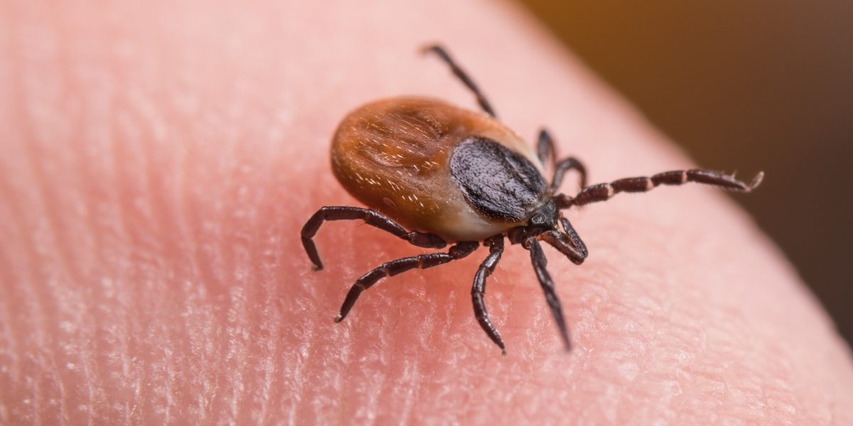 Cercetătorii francezi au descoperit un mecanism esențial prin care căpușele transmit boli periculoase, deschizând astfel calea către dezvoltarea unor metode eficiente de prevenție