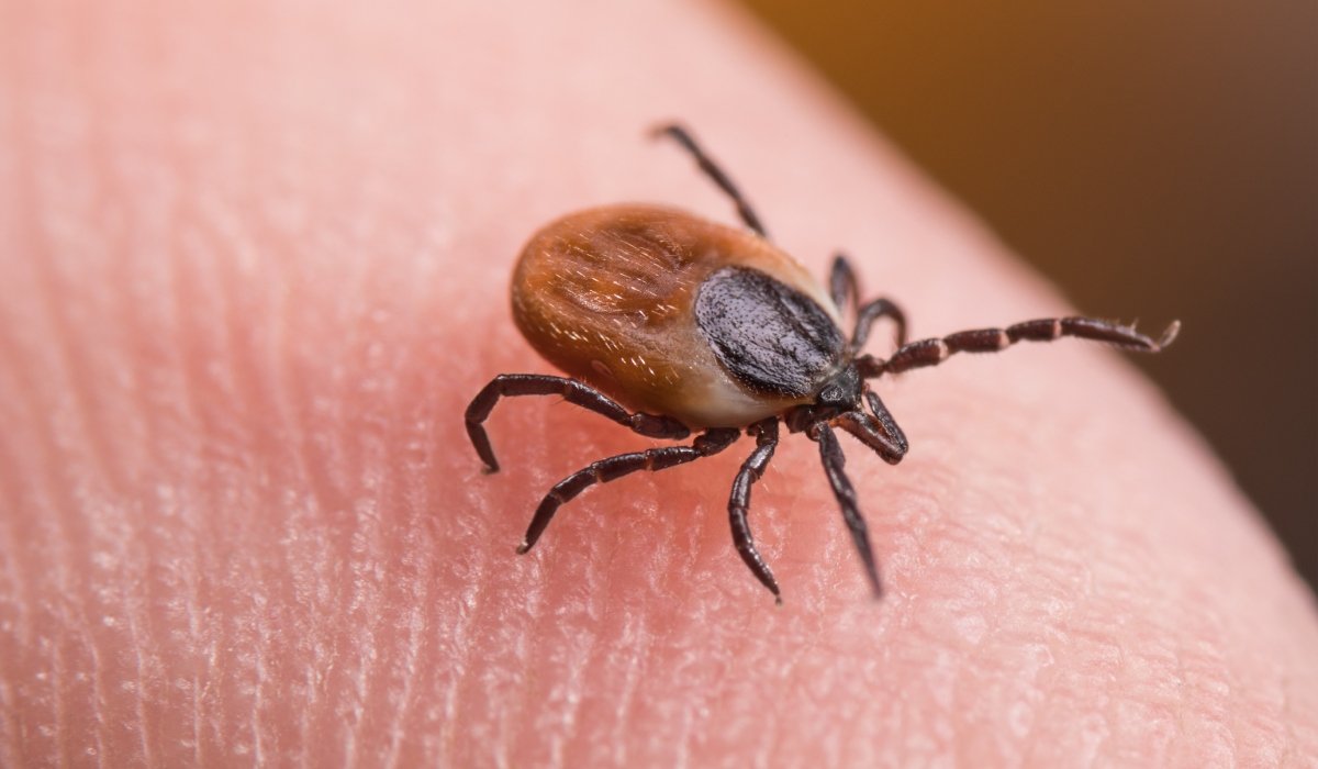 Cercetătorii francezi au descoperit un mecanism esențial prin care căpușele transmit boli periculoase, deschizând astfel calea către dezvoltarea unor metode eficiente de prevenție