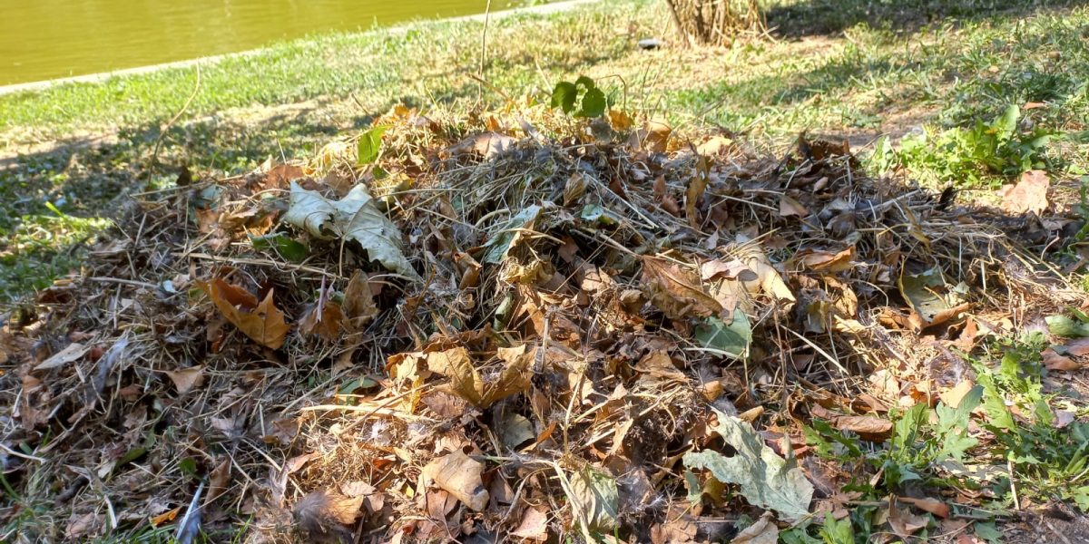 Polițiștii locali au amendat o clinică stomatologică cu 70.000 de lei pentru aruncarea de deșeuri medicale în Parcul Cişmigiu, după ce echipele de control au descoperit materiale periculoase și resturi medicale abandonate în timpul nopții