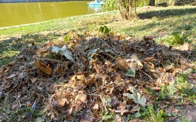 Polițiștii locali au amendat o clinică stomatologică cu 70.000 de lei pentru aruncarea de deșeuri medicale în Parcul Cişmigiu, după ce echipele de control au descoperit materiale periculoase și resturi medicale abandonate în timpul nopții