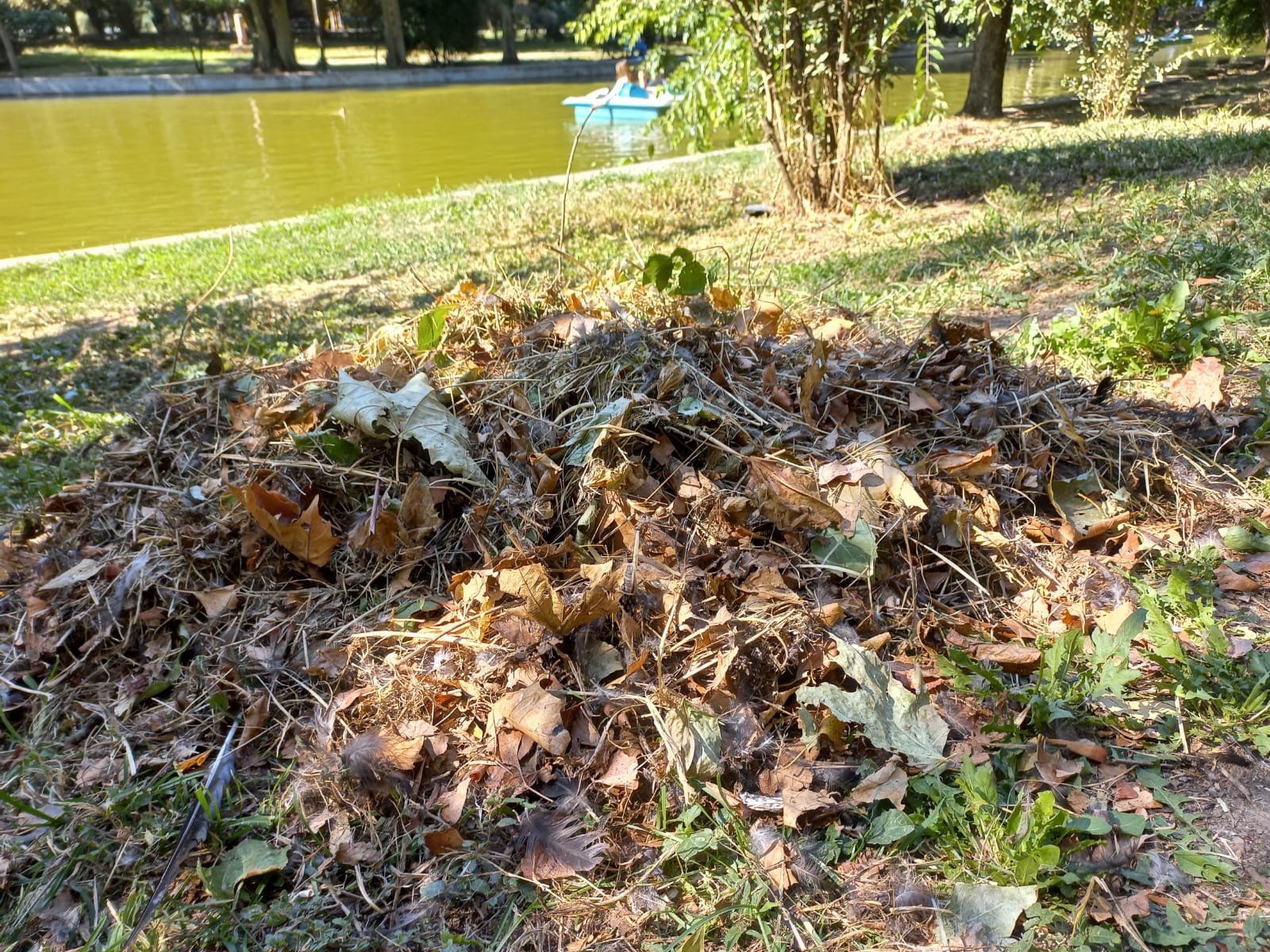 Polițiștii locali au amendat o clinică stomatologică cu 70.000 de lei pentru aruncarea de deșeuri medicale în Parcul Cişmigiu, după ce echipele de control au descoperit materiale periculoase și resturi medicale abandonate în timpul nopții
