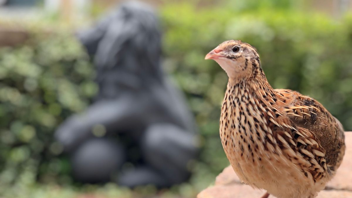 Păsările epuizate: Secretul din spatele puilor crescuți cu sacrificii