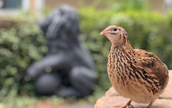 Păsările epuizate: Secretul din spatele puilor crescuți cu sacrificii