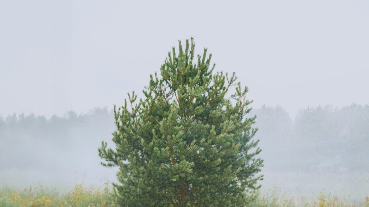 Prognoza meteo pentru Mid-Michigan: Ploi și temperaturi în scădere pe 17 Aprilie