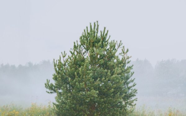 Prognoza meteo pentru Mid-Michigan: Ploi și temperaturi în scădere pe 17 Aprilie