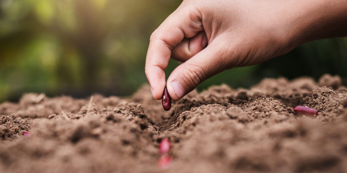 Regimul hidrotermic favorizează culturile de câmp