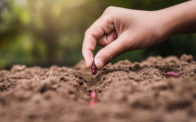 Regimul hidrotermic stimulează culturile de câmp în România