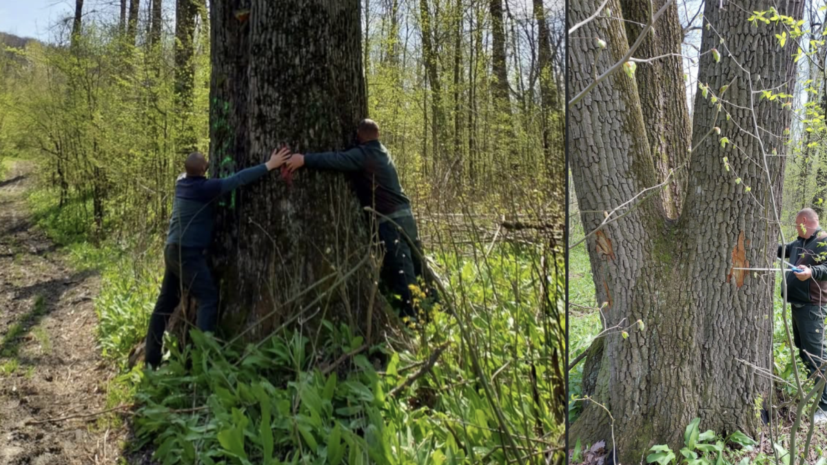 Avertisment Iași: Arbori seculari salvați! Ministrul Mediului, decizie neașteptată (FOTO)