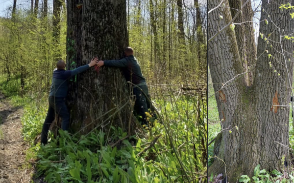 Avertisment Iași: Arbori seculari salvați! Ministrul Mediului, decizie neașteptată (FOTO)